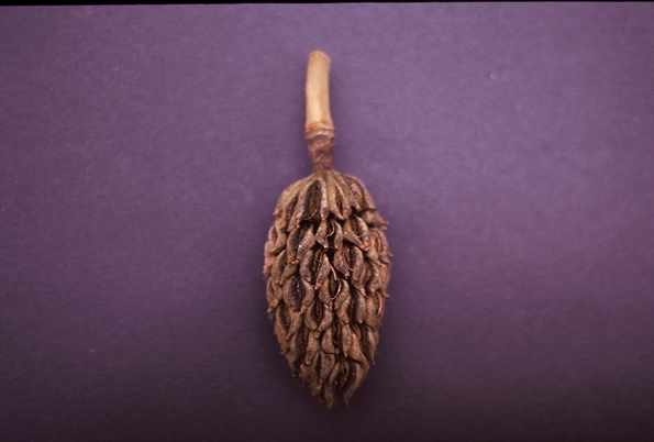 {Magnolia grandiflora}